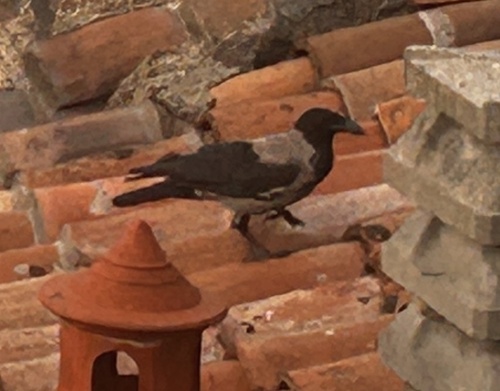 Hooded Crow