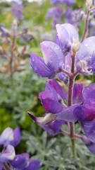 Lupinus albifrons collinus