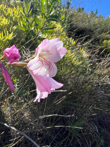 Gladiolus hirsutus, photograph 4