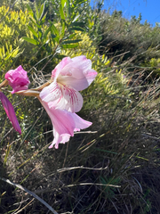 author not stated, no rights reserved Gladiolus hirsutus, photograph author not stated, no rights reserved