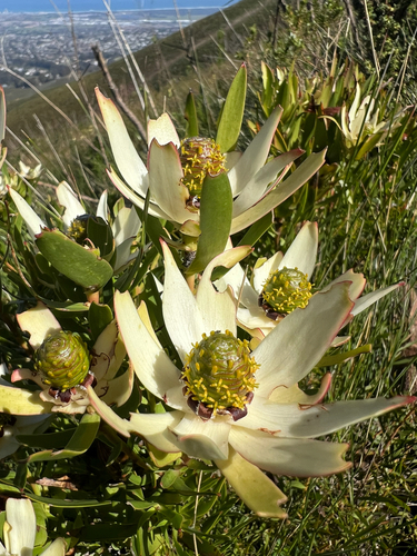 Leucadendron spissifolium, photograph 1