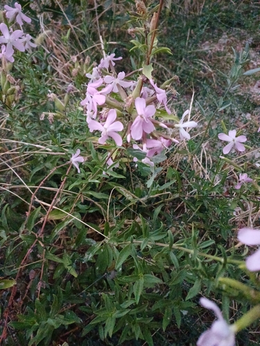 common soapwort