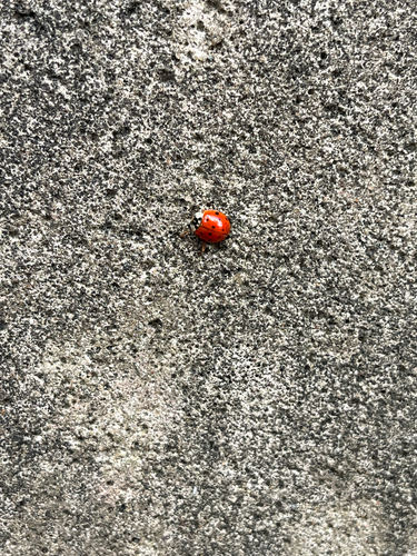 Asian Lady Beetle