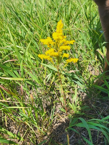 Missouri goldenrod