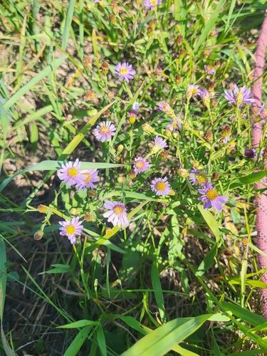 smooth blue aster