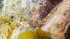 Bellapiscis lesleyae