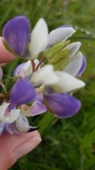 Lupinus variicolor