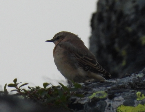 Northern Wheatear