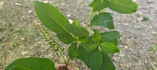 American pokeweed