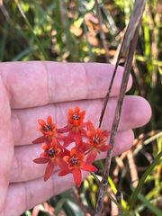 Asclepias lanceolata, photograph (c) ian bullock, some rights reserved (CC BY)
