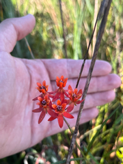 Asclepias lanceolata, photograph (c) ian bullock, some rights reserved (CC BY)