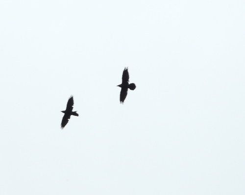 Common Raven
