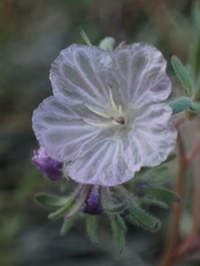 Phacelia exilis