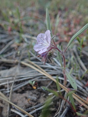 Phacelia exilis