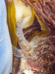 Mottled Triplefin photo 3