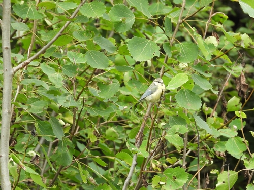 Eurasian Blue Tit