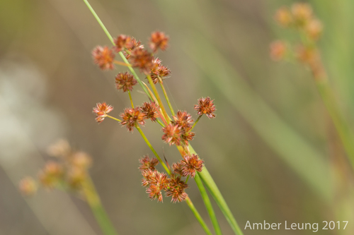 Juncus acuminatus