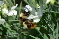 Bombus cullumanus
