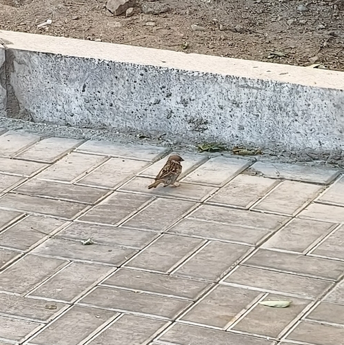 Eurasian Tree Sparrow