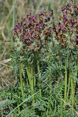 Pedicularis dasystachys