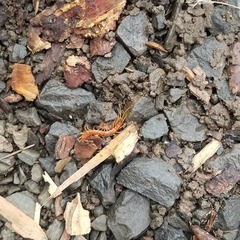 Scolopocryptops gracilis