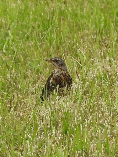 Fieldfare