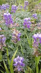 Lupinus albifrons collinus
