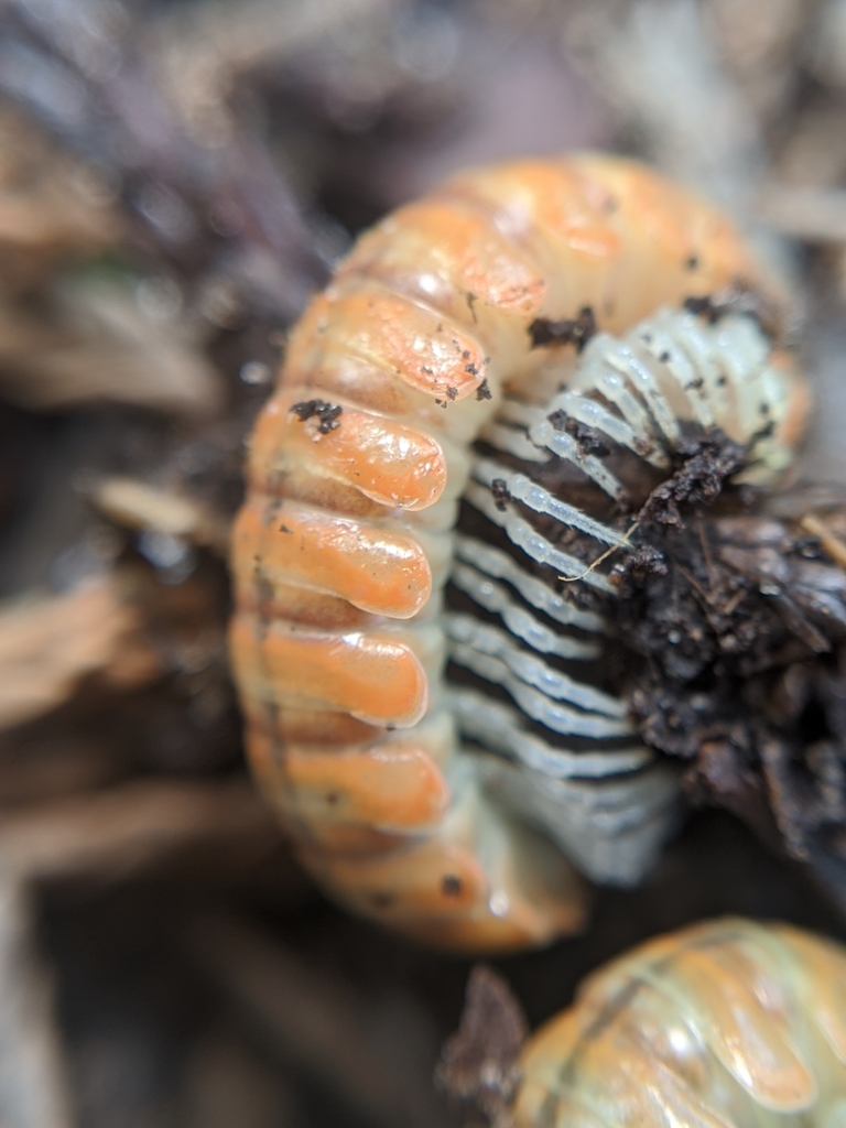 Motyxia tularea ollae
