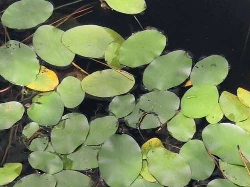 Watershield