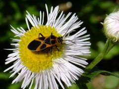Tropidothorax sinensis