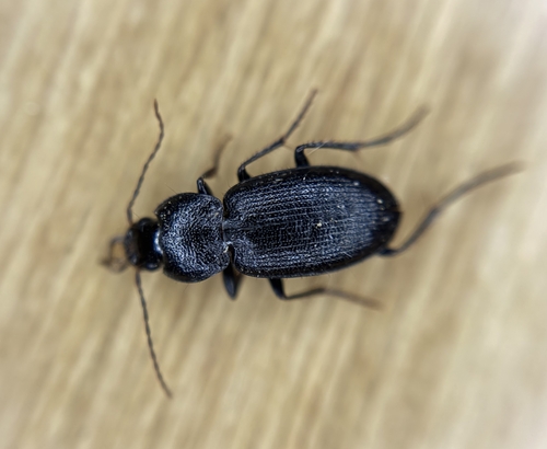 Licinus setosus