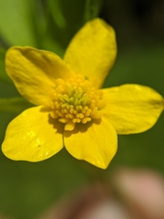 Ranunculus orthorhynchus