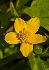 Ranunculus orthorhynchus