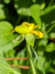 Ranunculus orthorhynchus