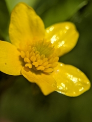 Ranunculus orthorhynchus