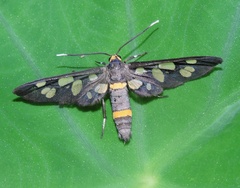 Amata cyssea