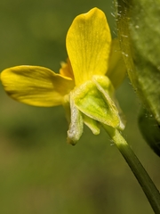 Ranunculus orthorhynchus