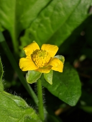Ranunculus orthorhynchus