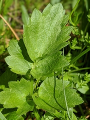 Ranunculus orthorhynchus