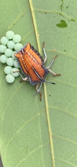 Tessaratoma papillosa