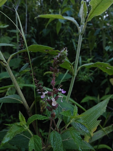 Teucrium vesicarium observed 2026-08-24