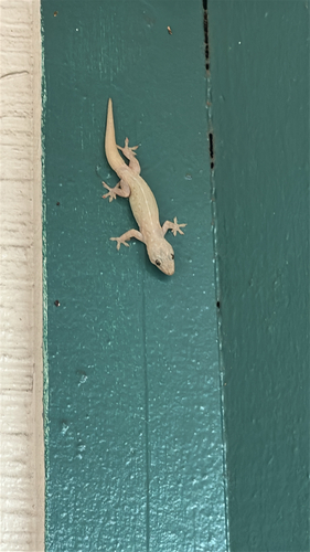 Hemidactylus frenatus observed 2026-08-23