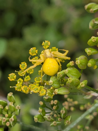 Goldenrod Crab Spider