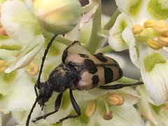 Judolia instabilis