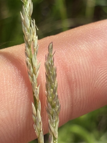Sporobolus virginicus, photograph 2