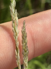 Sporobolus virginicus, photograph author not stated, no rights reserved