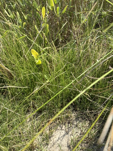 Sporobolus virginicus, photograph 3