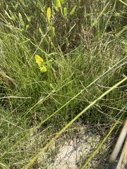 Sporobolus virginicus, photograph author not stated, no rights reserved