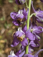 Delphinium hansenii