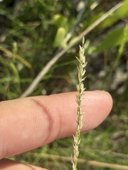 Sporobolus virginicus, photograph author not stated, no rights reserved